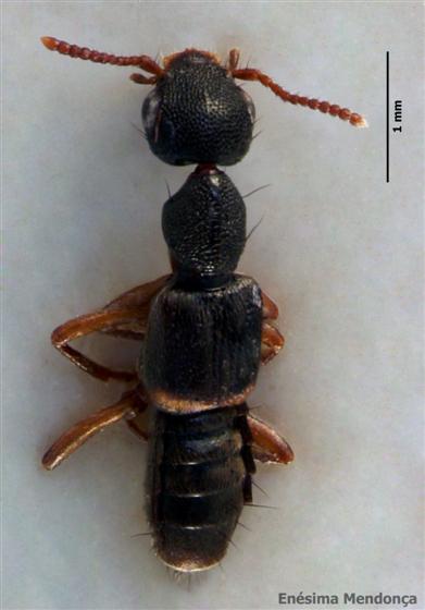 Rugilus orbiculatus (Paykull, 1789)